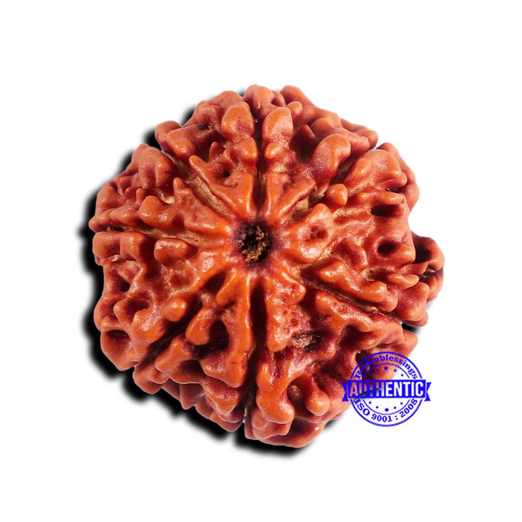 7 Mukhi Nepalese Rudraksha - Bead No 687