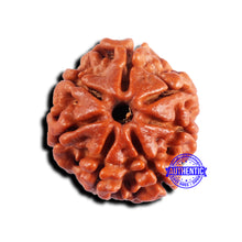 Load image into Gallery viewer, 7 Mukhi Nepalese Rudraksha - Bead No 688
