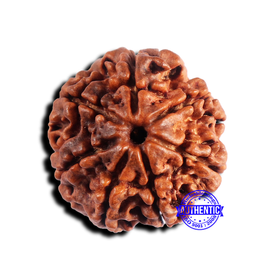 7 Mukhi Nepalese Rudraksha - Bead No 689