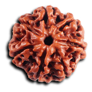 7 Mukhi Nepalese Rudraksha - Bead No .70