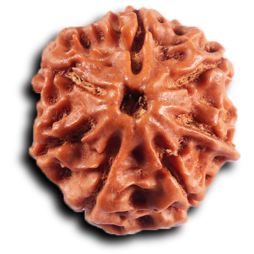 7 Mukhi Nepalese Rudraksha - Bead No 73