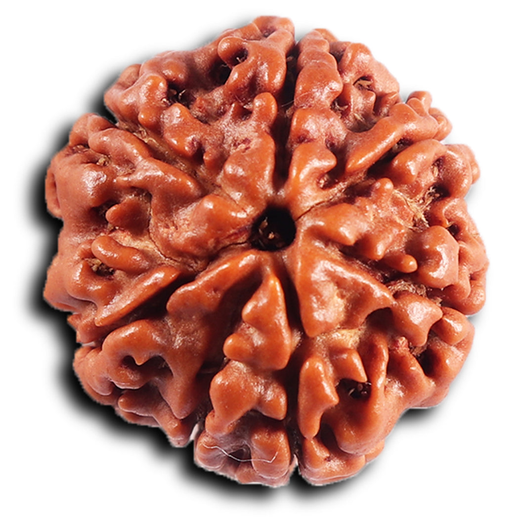 7 Mukhi Nepalese Rudraksha - Bead No .74