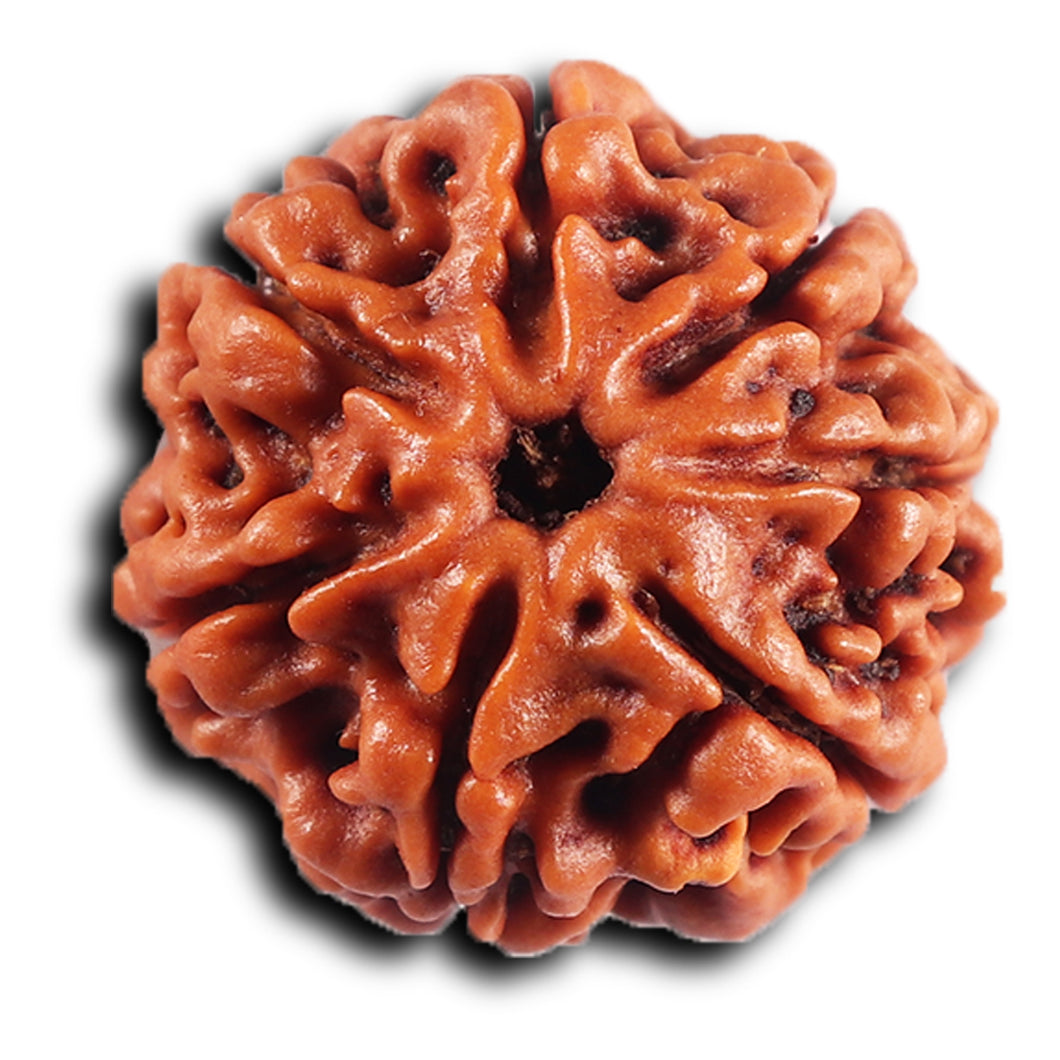 7 Mukhi Nepalese Rudraksha - Bead No .75