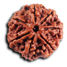 Load image into Gallery viewer, 7 Mukhi Nepalese Rudraksha - Bead No .76
