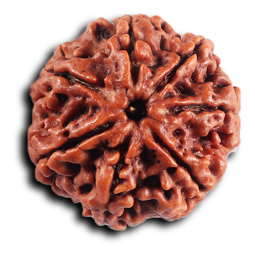 7 Mukhi Nepalese Rudraksha - Bead No .76