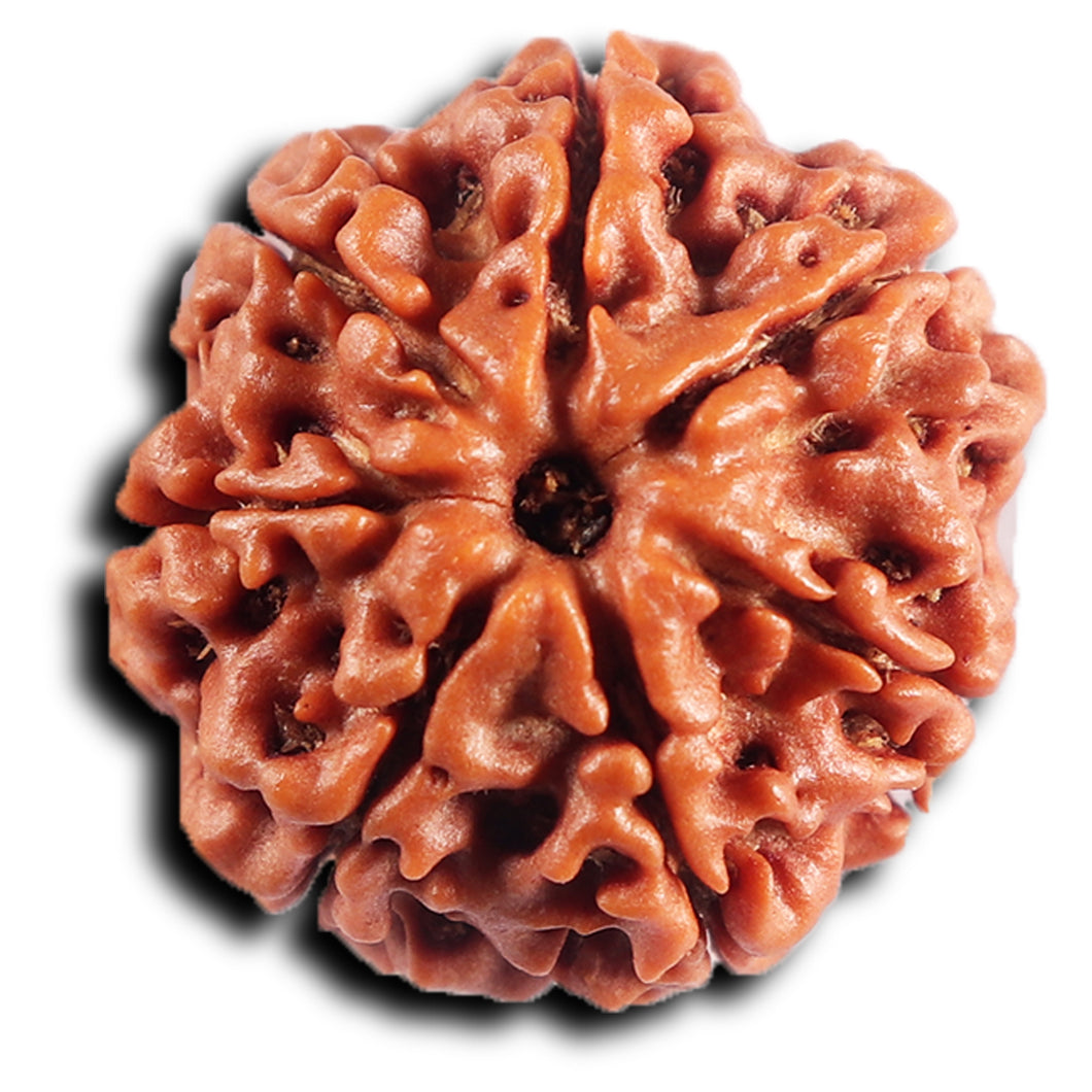 7 Mukhi Nepalese Rudraksha - Bead No 81