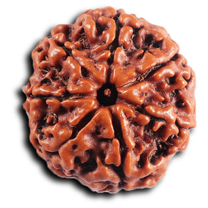 7 Mukhi Nepalese Rudraksha - Bead No 82