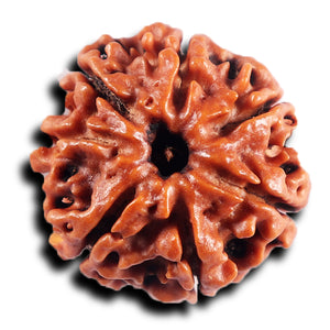 7 Mukhi Nepalese Rudraksha - Bead No 83