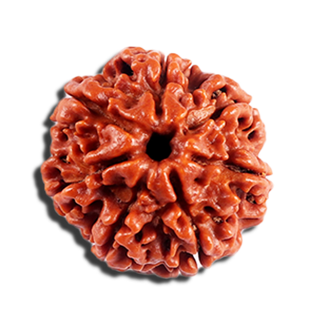 7 Mukhi Nepalese Rudraksha - Bead No 691