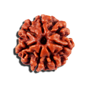 7 Mukhi Nepalese Rudraksha - Bead No 695