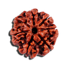 Load image into Gallery viewer, 7 Mukhi Nepalese Rudraksha - Bead No 696
