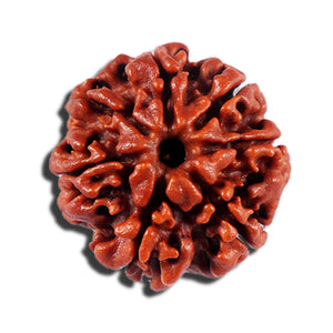 7 Mukhi Nepalese Rudraksha - Bead No 696