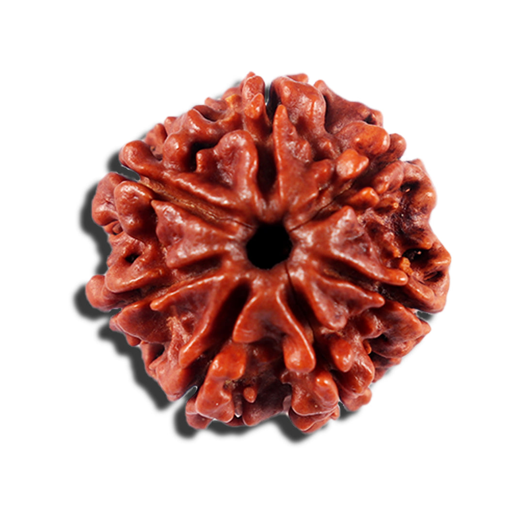 7 Mukhi Nepalese Rudraksha - Bead No 697