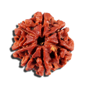 7 Mukhi Nepalese Rudraksha - Bead No 700