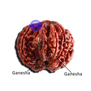 8 Mukhi Nepalese Double Ganesha Rudraksha - Bead No. 255