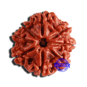 8 Mukhi Nepalese Rudraksha - Bead No. 327