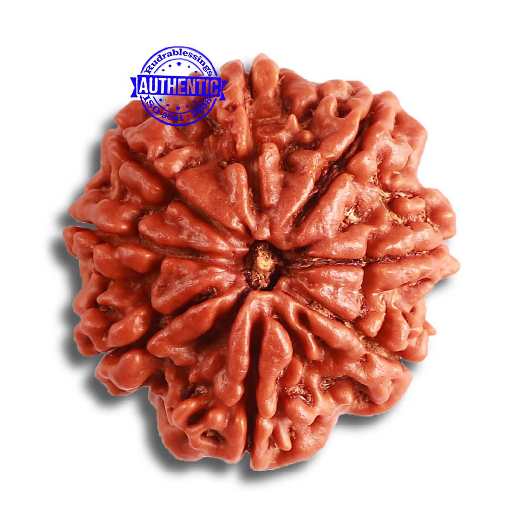 8 Mukhi Nepalese Rudraksha - Bead No. 344