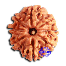 Load image into Gallery viewer, 8 Mukhi Nepalese Rudraksha - Bead No. 380
