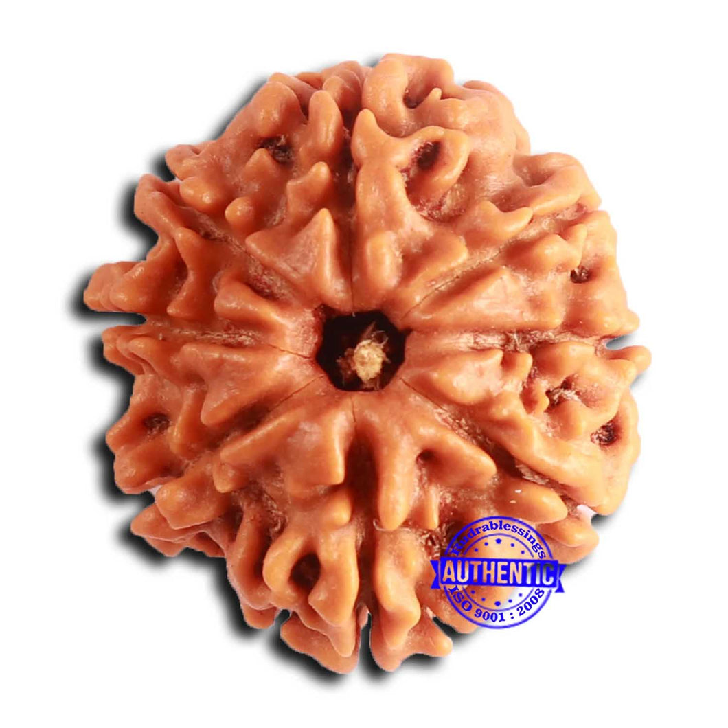 8 Mukhi Nepalese Rudraksha - Bead No. 380