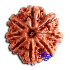 8 Mukhi Nepalese Rudraksha - Bead No. 386