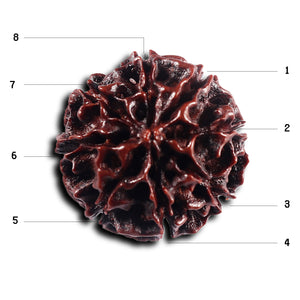 8 Mukhi Hybrid Rudraksha - Bead No. 47