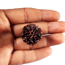 Load image into Gallery viewer, 8 Mukhi Hybrid Rudraksha - Bead No. 47
