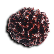 Load image into Gallery viewer, 8 Mukhi Hybrid Rudraksha - Bead No. 47
