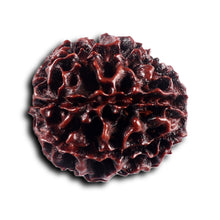 Load image into Gallery viewer, 8 Mukhi Hybrid Rudraksha - Bead No. 47
