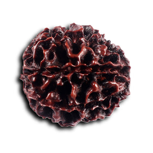 8 Mukhi Hybrid Rudraksha - Bead No. 47