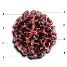 Load image into Gallery viewer, 8 Mukhi Hybrid Rudraksha - Bead No. 48
