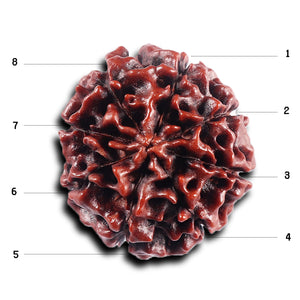 8 Mukhi Hybrid Rudraksha - Bead No. 48