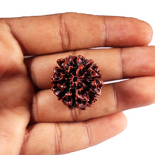 Load image into Gallery viewer, 8 Mukhi Hybrid Rudraksha - Bead No. 48
