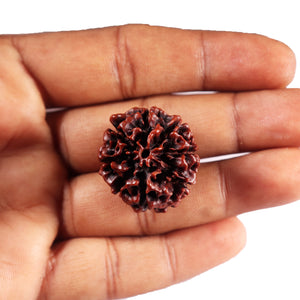 8 Mukhi Hybrid Rudraksha - Bead No. 48