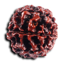 Load image into Gallery viewer, 8 Mukhi Hybrid Rudraksha - Bead No. 48
