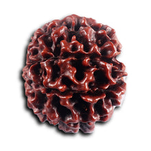 Load image into Gallery viewer, 8 Mukhi Hybrid Rudraksha - Bead No. 48
