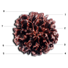 Load image into Gallery viewer, 8 Mukhi Hybrid Rudraksha - Bead No. 49
