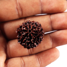 Load image into Gallery viewer, 8 Mukhi Hybrid Rudraksha - Bead No. 49
