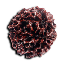 Load image into Gallery viewer, 8 Mukhi Hybrid Rudraksha - Bead No. 49
