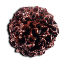 Load image into Gallery viewer, 8 Mukhi Hybrid Rudraksha - Bead No. 49
