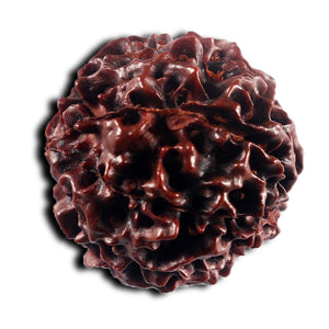 8 Mukhi Hybrid Rudraksha - Bead No. 49