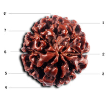 Load image into Gallery viewer, 8 Mukhi Hybrid Rudraksha - Bead No.50
