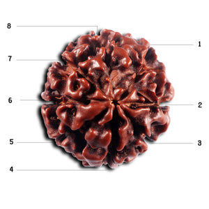 8 Mukhi Hybrid Rudraksha - Bead No.50