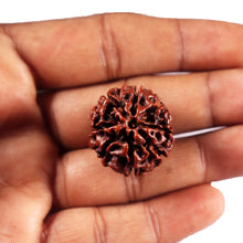 Load image into Gallery viewer, 8 Mukhi Hybrid Rudraksha - Bead No.50
