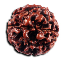 Load image into Gallery viewer, 8 Mukhi Hybrid Rudraksha - Bead No.50
