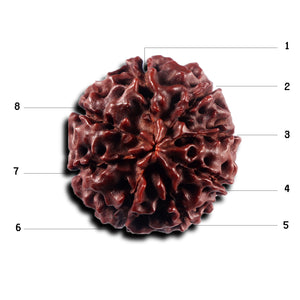 8 Mukhi Hybrid Rudraksha - Bead No. 51