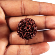 Load image into Gallery viewer, 8 Mukhi Hybrid Rudraksha - Bead No. 51
