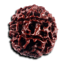 Load image into Gallery viewer, 8 Mukhi Hybrid Rudraksha - Bead No. 51
