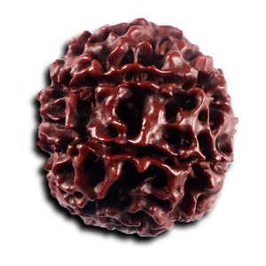 8 Mukhi Hybrid Rudraksha - Bead No. 51