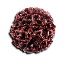 Load image into Gallery viewer, 8 Mukhi Hybrid Rudraksha - Bead No. 51
