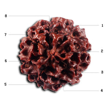 Load image into Gallery viewer, 8 Mukhi Hybrid Rudraksha - Bead No.52
